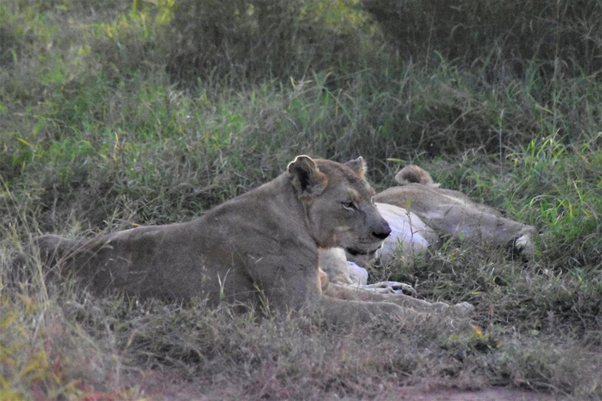 The Baobab Bush Lodge And Villa Hoedspruit Εξωτερικό φωτογραφία