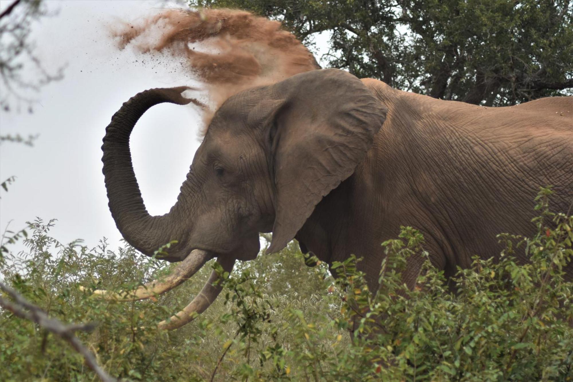 The Baobab Bush Lodge And Villa Hoedspruit Εξωτερικό φωτογραφία