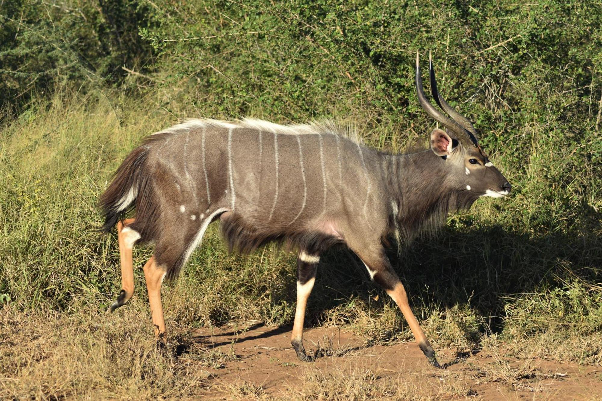 The Baobab Bush Lodge And Villa Hoedspruit Εξωτερικό φωτογραφία