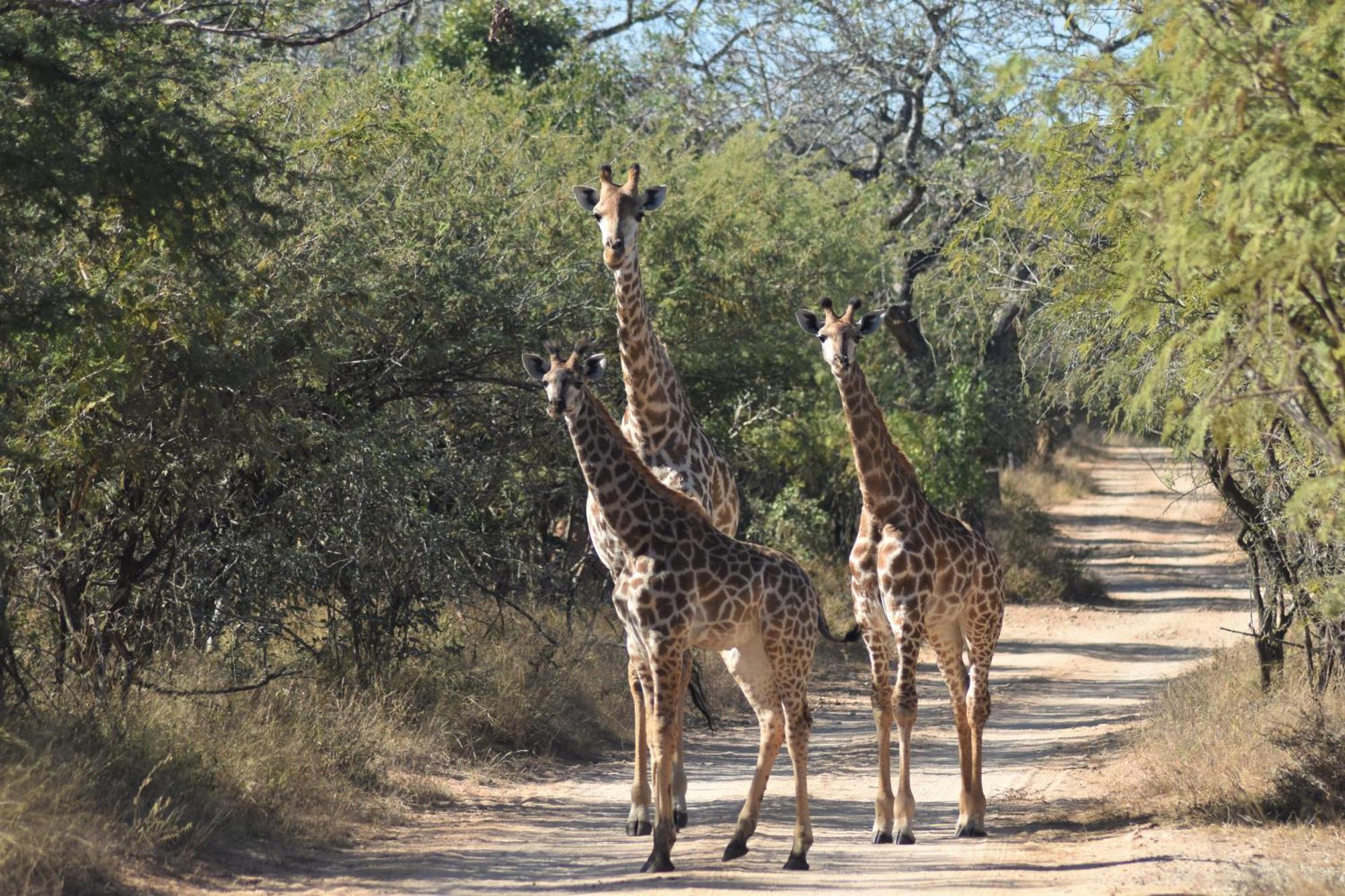 The Baobab Bush Lodge And Villa Hoedspruit Εξωτερικό φωτογραφία