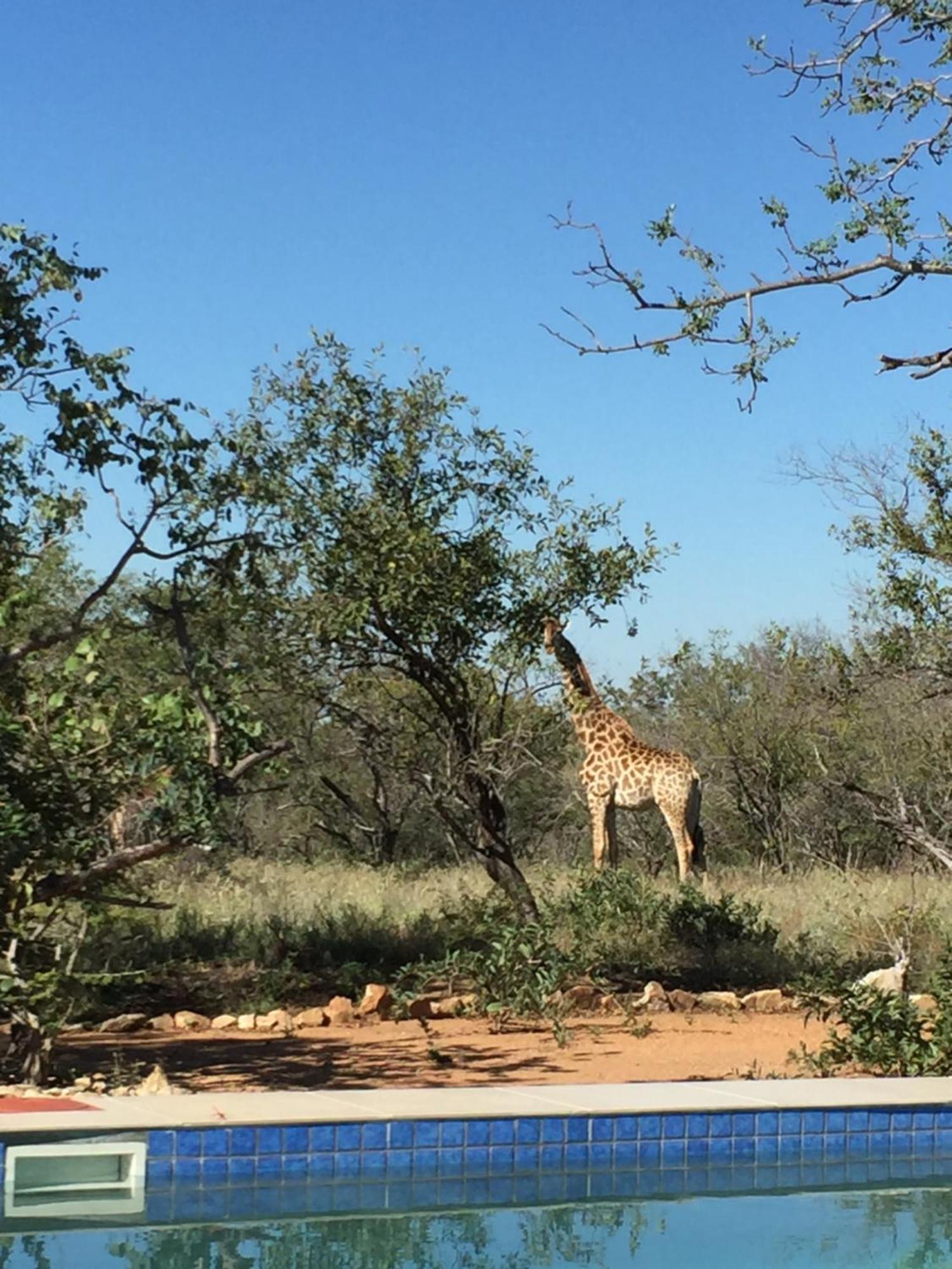 The Baobab Bush Lodge And Villa Hoedspruit Εξωτερικό φωτογραφία