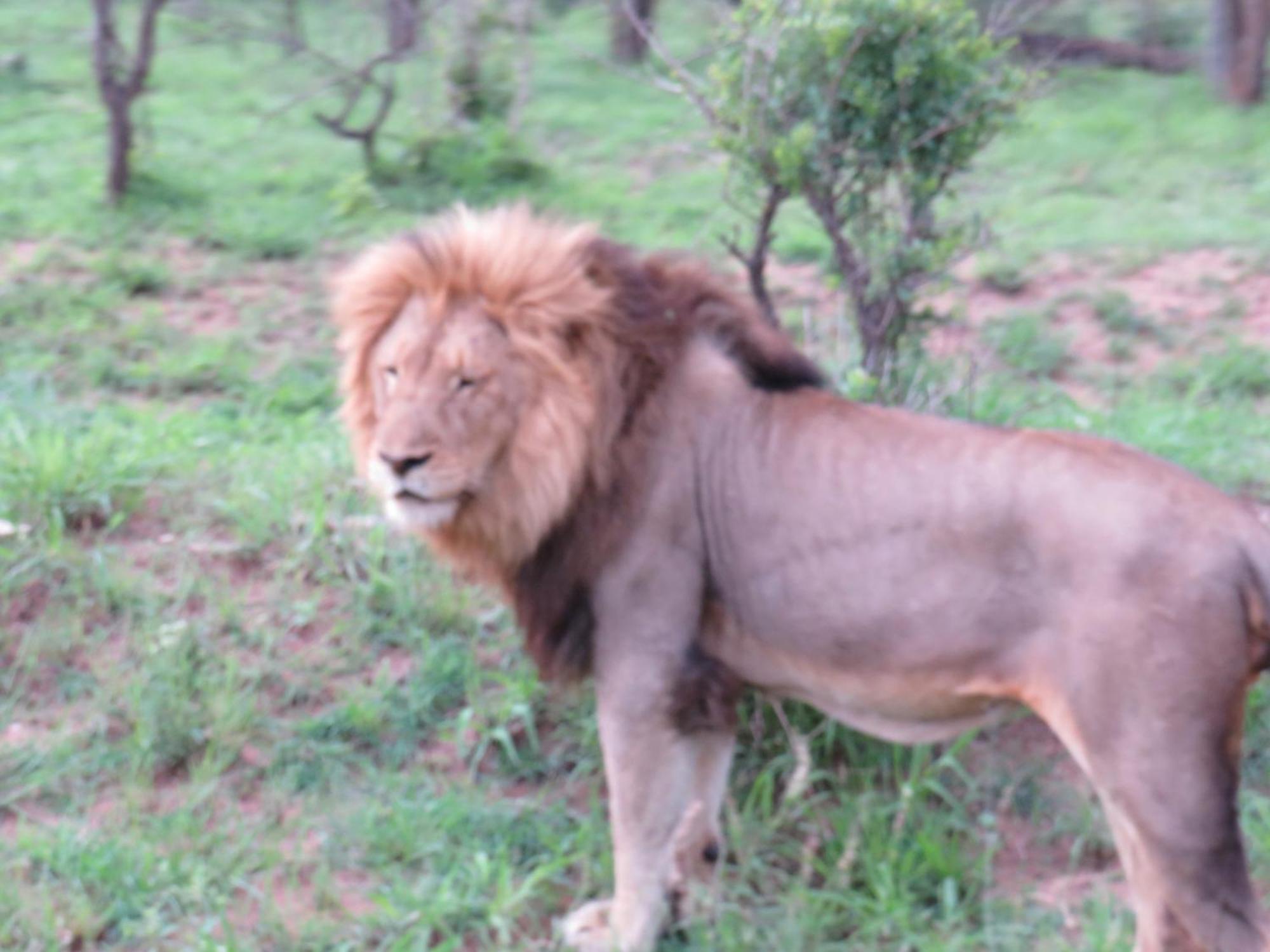 The Baobab Bush Lodge And Villa Hoedspruit Εξωτερικό φωτογραφία